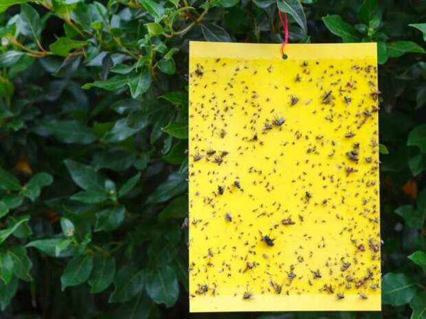 Липкие ловушки – самый эффективный способ остановить крошечных насекомых: тлю, мучнистого червеца, блошек, белокрылок и трипсов. © gardeningknowhow  📷 
