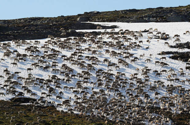 Вот они какие — мигрирующие северные олени в мире, животные, животный мир, жизнь, интересное, мигрант, мигранты, подборка