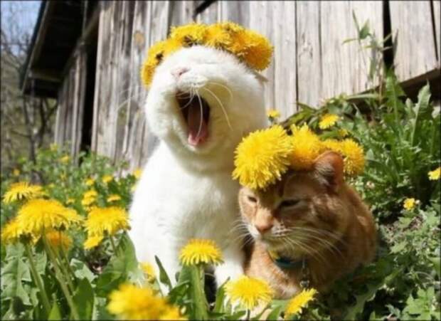 Субботний котопост коты, кошки, приколы с котами., смешные коты