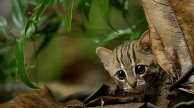 2. BBC недавно выпустила анонс своего последнего эпизода Big Cats. Они показали почти взрослую ржавую кошку, которая живет в дебрях Шри-Ланки. Кошка бродит по лесу и прыгает по воде в поисках еды. И это восхитительно.