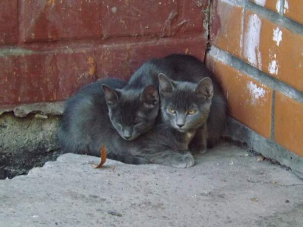Немного котиков животные, коты, фото