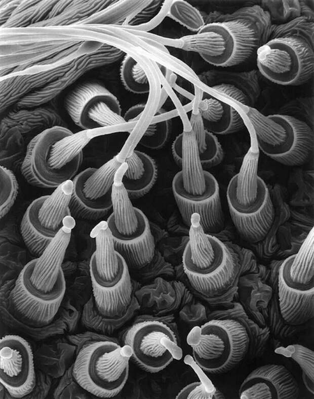 Блог - 12 дивных фото, показывающих, как необычно выглядят под микроскопом различные предметы 12 дивных фото, показывающих, как необычно выглядят под микроскопом различные предметы