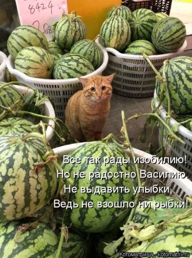 Лучшие котоматрицы недели (50 фото)