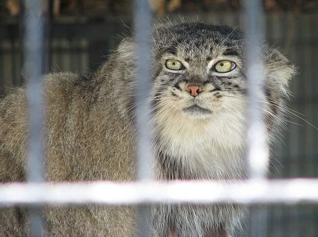 Московский манул Тимофей остался без невесты из Варшавы