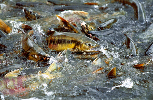 Россиян предупредили об уголовном наказании и штрафе за рыбалку