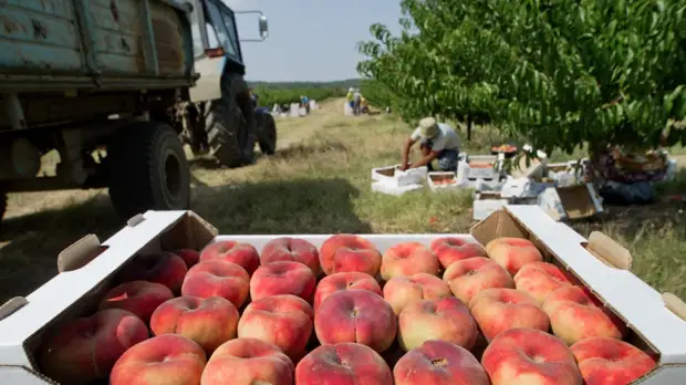 В Крыму начался сбор персиков ранних сортов