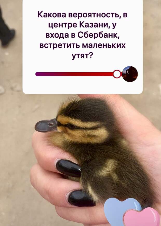 Утиные истории утка, зоопарк, Зооспас, Утиные истории, Казань, длиннопост