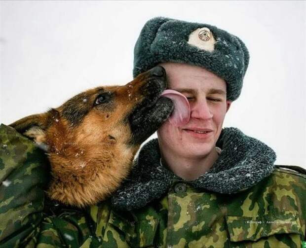 Фотографии о трудностях жизни с немецкой овчаркой