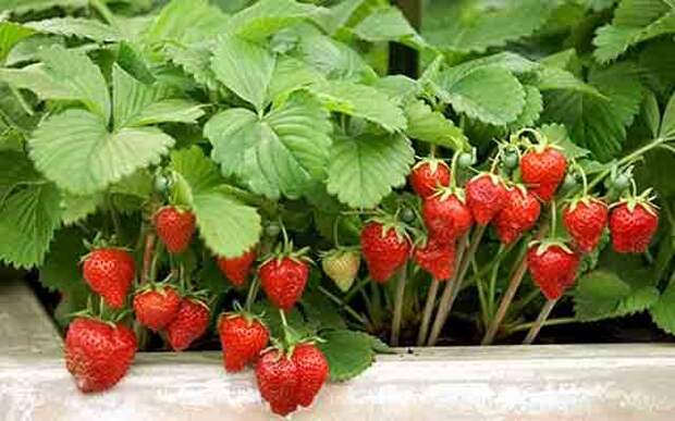 plants-may14-19.jpg