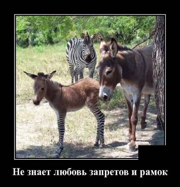 demotivatory-demotivator-smeshnye-demotivatory-demotivator-so-smyslom