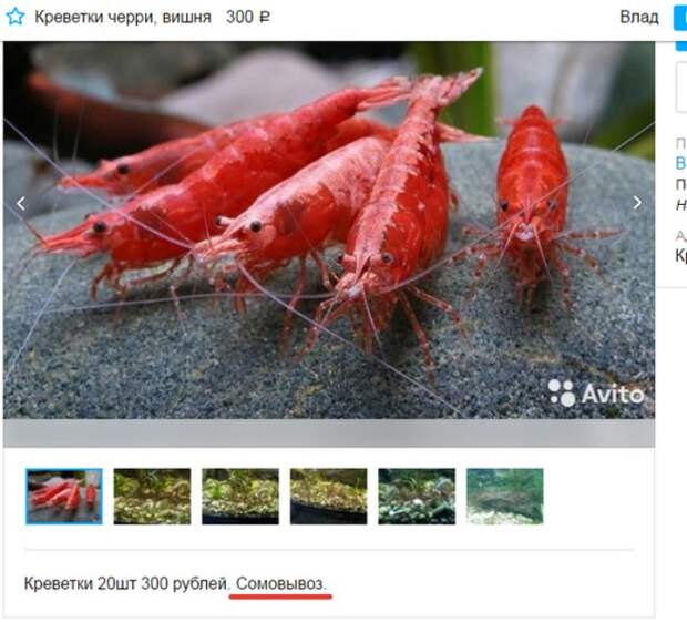 Смешные объявления с Avito, которые поднимут вам настроение Смешные объявления с Avito, которые поднимут вам настроение
