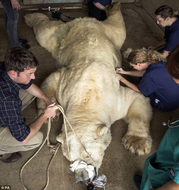 Команда ветеринаров провела на белом медведе 50 тестов на аллергию белый медведь, болезни животных, животные, звери, зоопарк, природа, фото, хищник