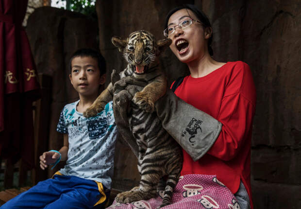 Китайский центр по разведению амурских тигров