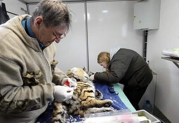 Также в лесу были найдены два детеныша большой кошки Приморье, амурский тигр, животные, история, отлов, спасение, уссурийск