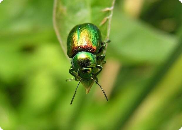 Щавелевый листоед (лат. Gastrophysa viridula)