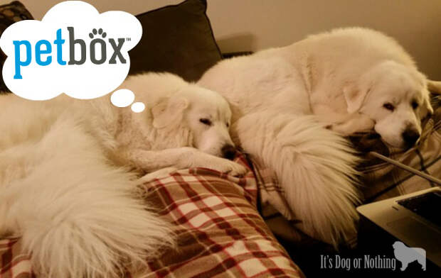 Great Pyrenees Love PetBox