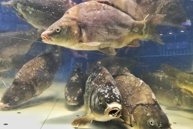 Почему не нужно покупать живую рыбу в супермаркете: aquatek_filips ...
