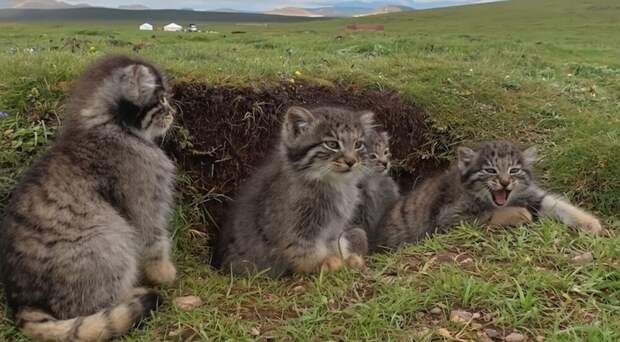 Семейство манулов в степях Китая
