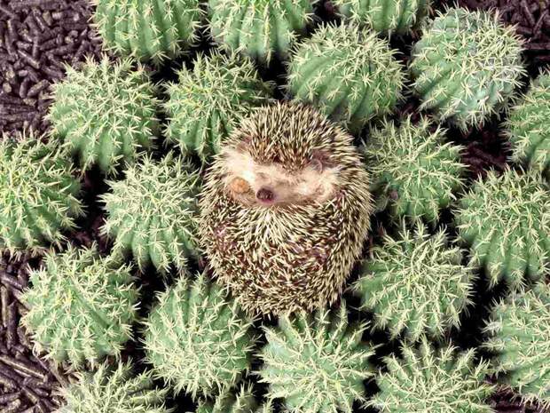 Hedgehogs01 Hedgehogs01 Ёжики настоящие и нет