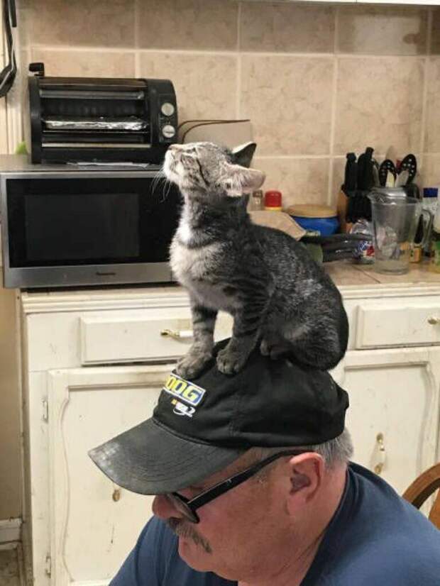 Субботний котопост коты, кошки, приколы с котами., смешные коты