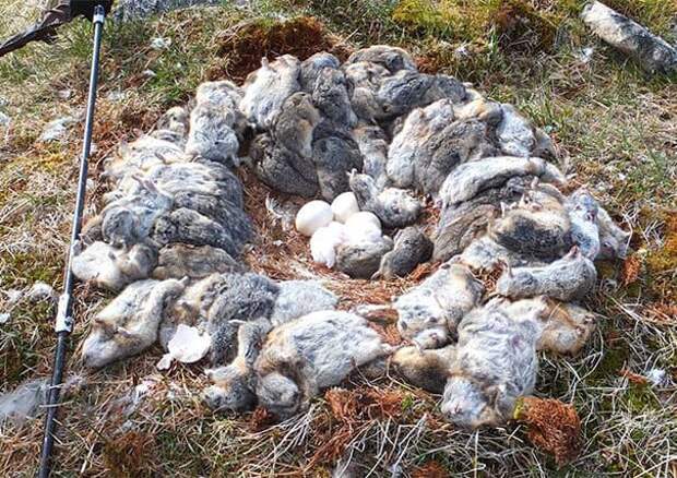 Эта занятая сова убила 70 + леммингов и окружила его гнездо своими свежими трупами