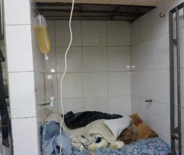 собака