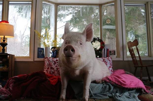 В доме у канадцев живёт свинья. Очень счастливая свинья животные, свинья