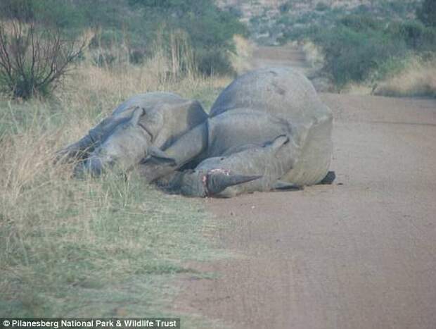 В Южной Африке браконьеры убили самку носорога, которая вот-вот должна была родить