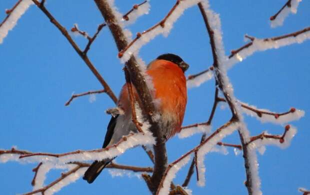 Снегири раскрасили зимний "Парк Монрепо"
