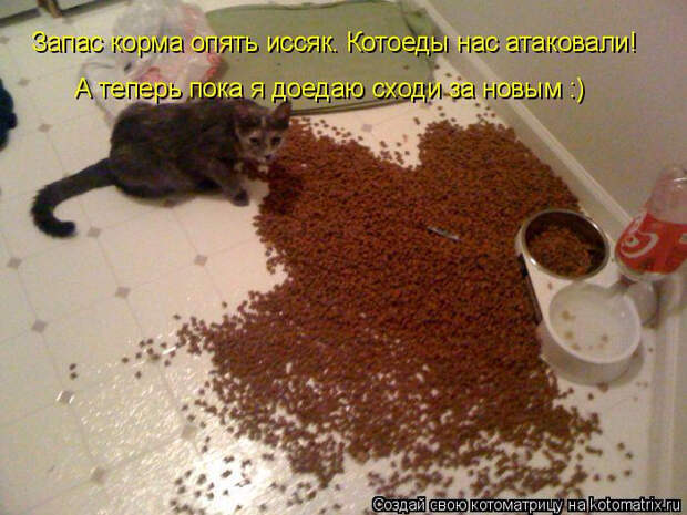 kotomatritsa_D (700x525, 378Kb)