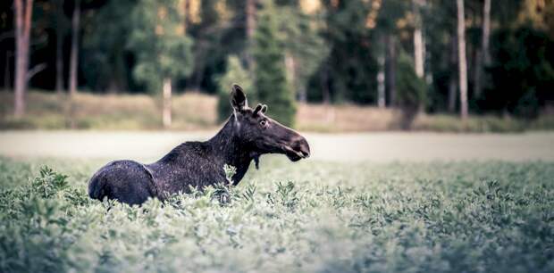 Жители Алтая убили самку лося и прицепили к машине, а после пытались скрыться от полиции