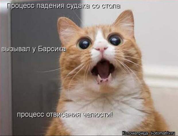 Котоматрицы(картинки с надписями)