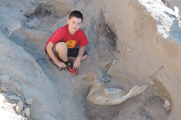 9-летний мальчик случайно нашел череп предка слона возрастом более 1 млн лет археология, животные, находка, повезло, предок, слон, сша, череп