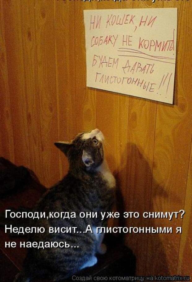 Лучшие котоматрицы недели (50 фото) Лучшие котоматрицы недели (50 фото)