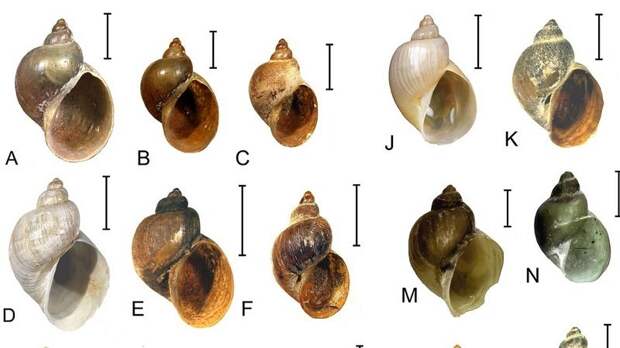Петербургские учёные открыли новый вид улиток, живущих на «крыше мира»