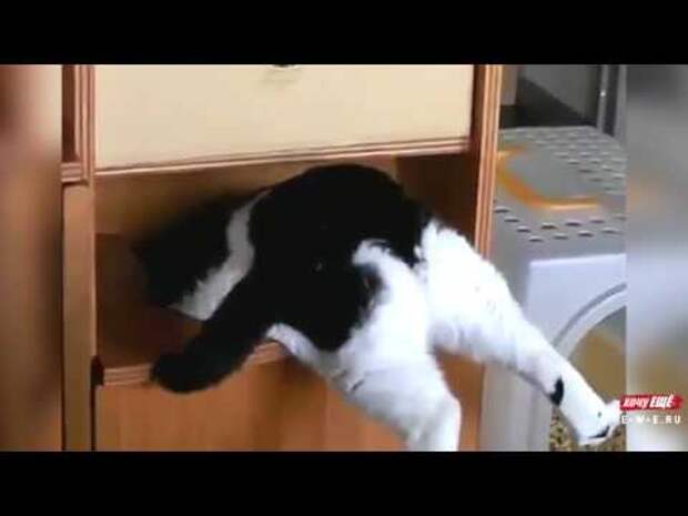 Включи видео застрял. Жирный кот застрял в двери. Застряла в шкафу. Кот залез в шкаф. Магнит застрявший кот.