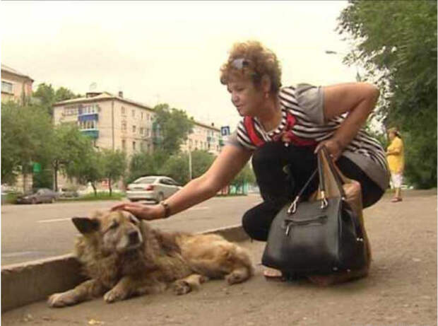 Найда 12 лет ждала своего погибшего хозяина. Найда 12 лет ждала своего погибшего хозяина.