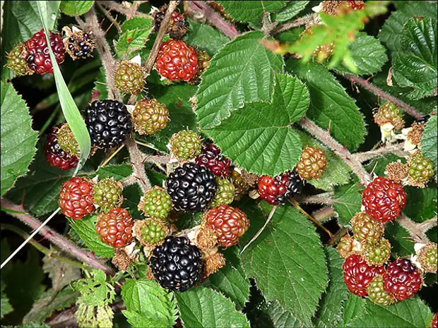 Поспевающие ягоды ежевики кустистой (Rubus fruticosus)