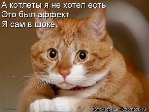 Котоматрицы (картинки с надписями)