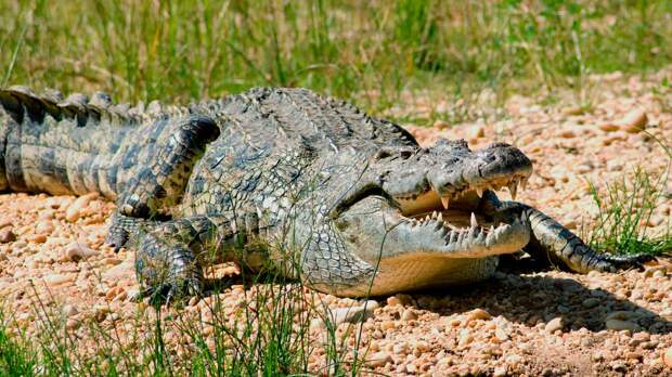 Нильский крокодил описание и фото