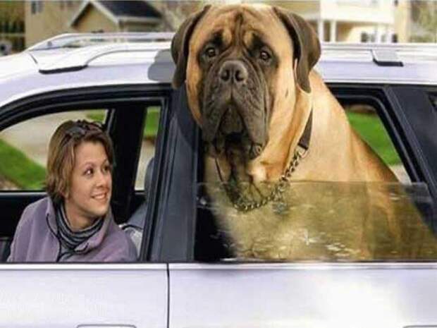 7. Зорба-де-ла-Суза – крупнейшая собака в Мире. Этот английский мастиф в 8 лет весил 155 кг.