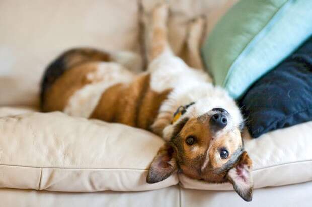 Dogs