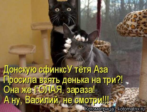 Свежая котоматрица для всех (38 фото)