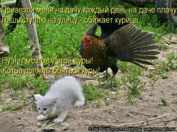 Котоматрицы (картинки с надписями)