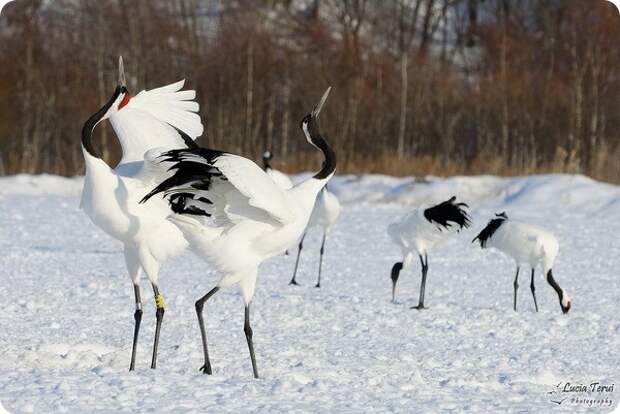 Японский журавль (лат. Grus japonensis)