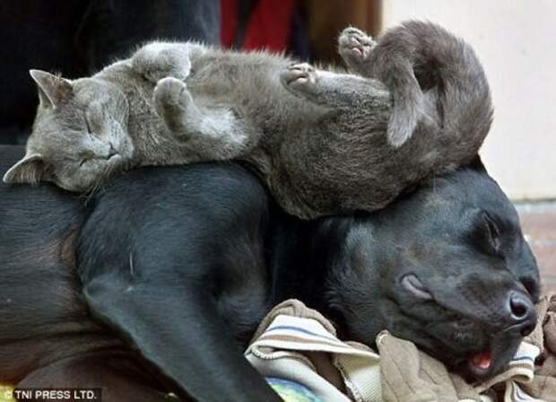 Кошки, заснувшие на собаках (28 фото)