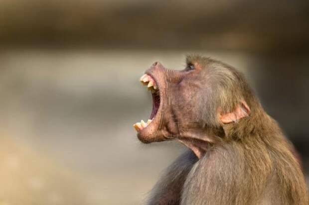 12 животных, чьи укусы могут иметь серьезные последствия для нашего здоровья