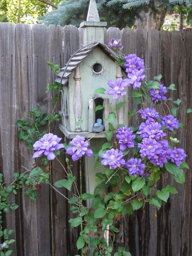 Clematis....to grow up a bird house.  Beautiful.: 