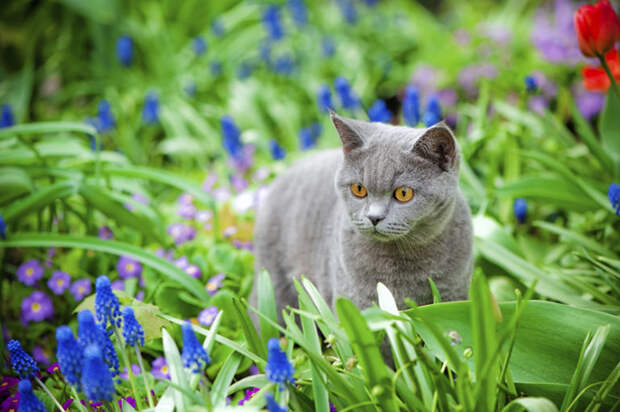 Кот на клумбе