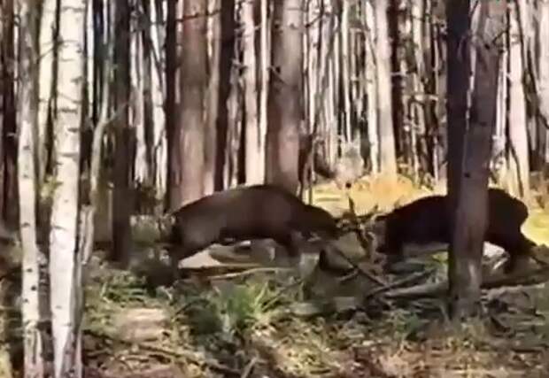 Ожесточенная драка оленей в нижегородском лесу попала на видео